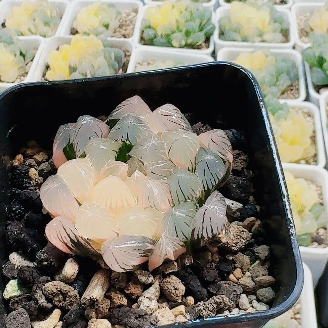 无花朵十二卷实生冰灯锦