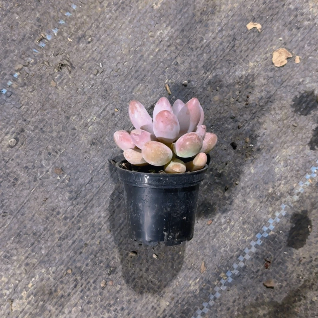 晴***宝5cm汤圆xjby新疆包邮