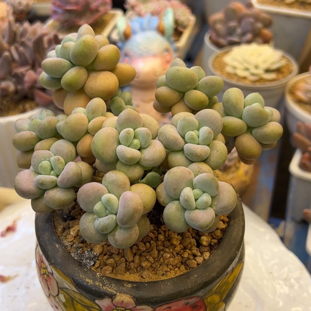 ，，，，，，，，，，，，，，，，，，