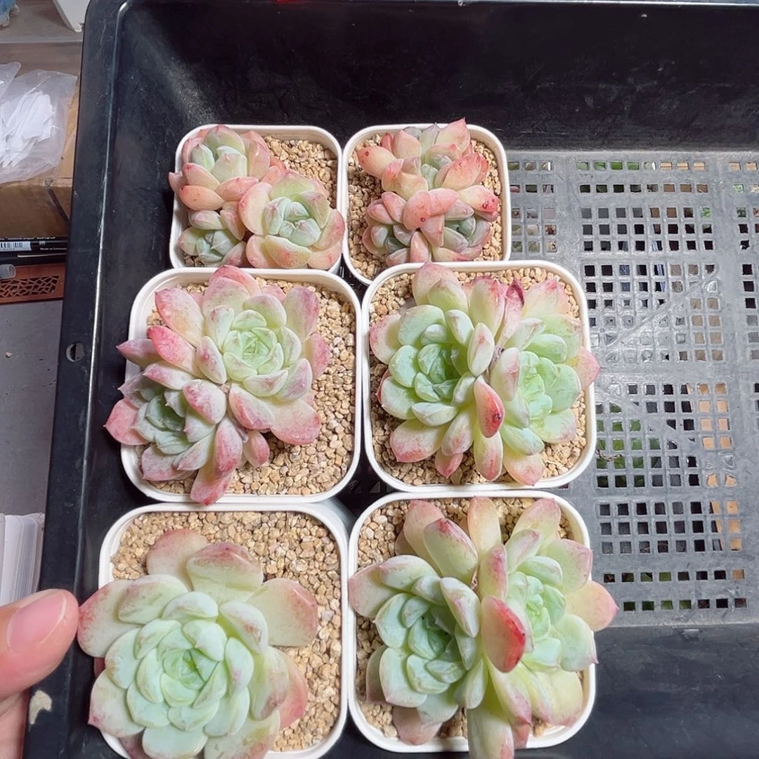 香***版C612一物一拍 打包6个