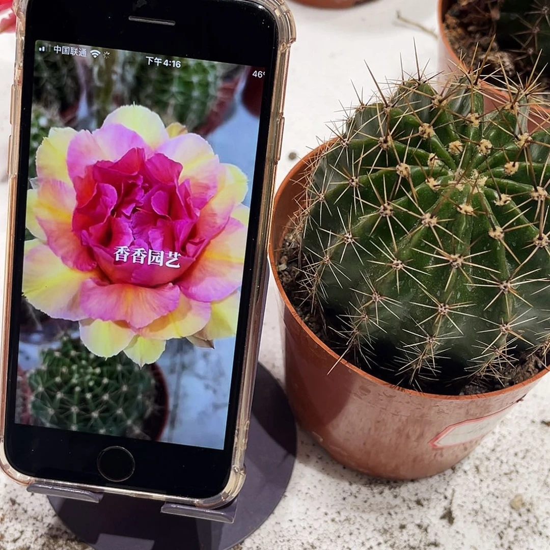 彩草42号6公分左右