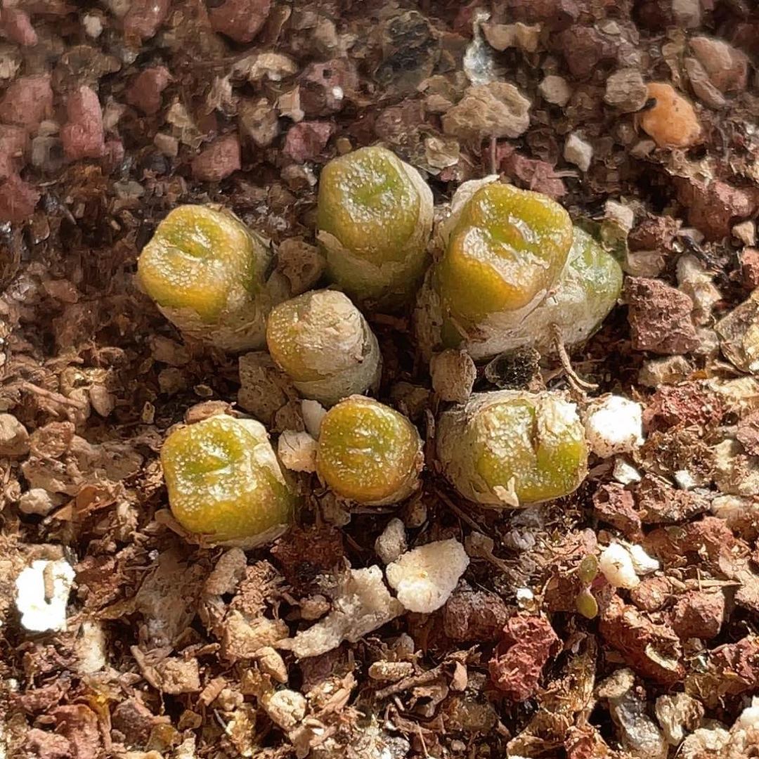 13-21方糖多肉植物
