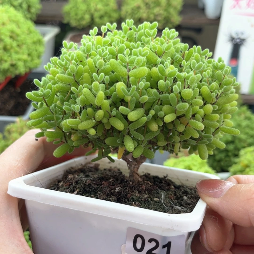 无花朵021蜜桔可爱多肉