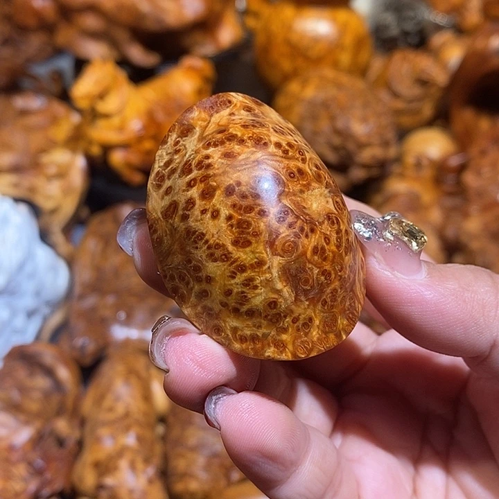 感***心柏木太行崖柏陈化