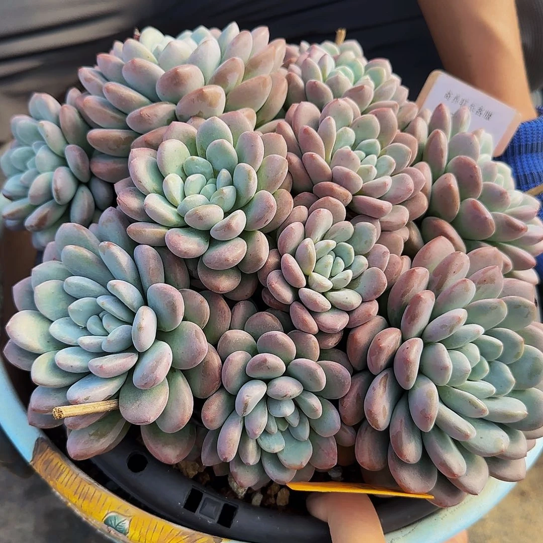 风***人呃呃呃呃呃呃哦哦哦哦哦哦哦哦啊