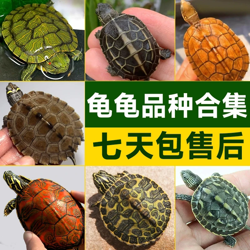 【直播选龟】南石龟小青外塘斑点剃刀麝香蛋龟苗果核火焰红面观赏龟