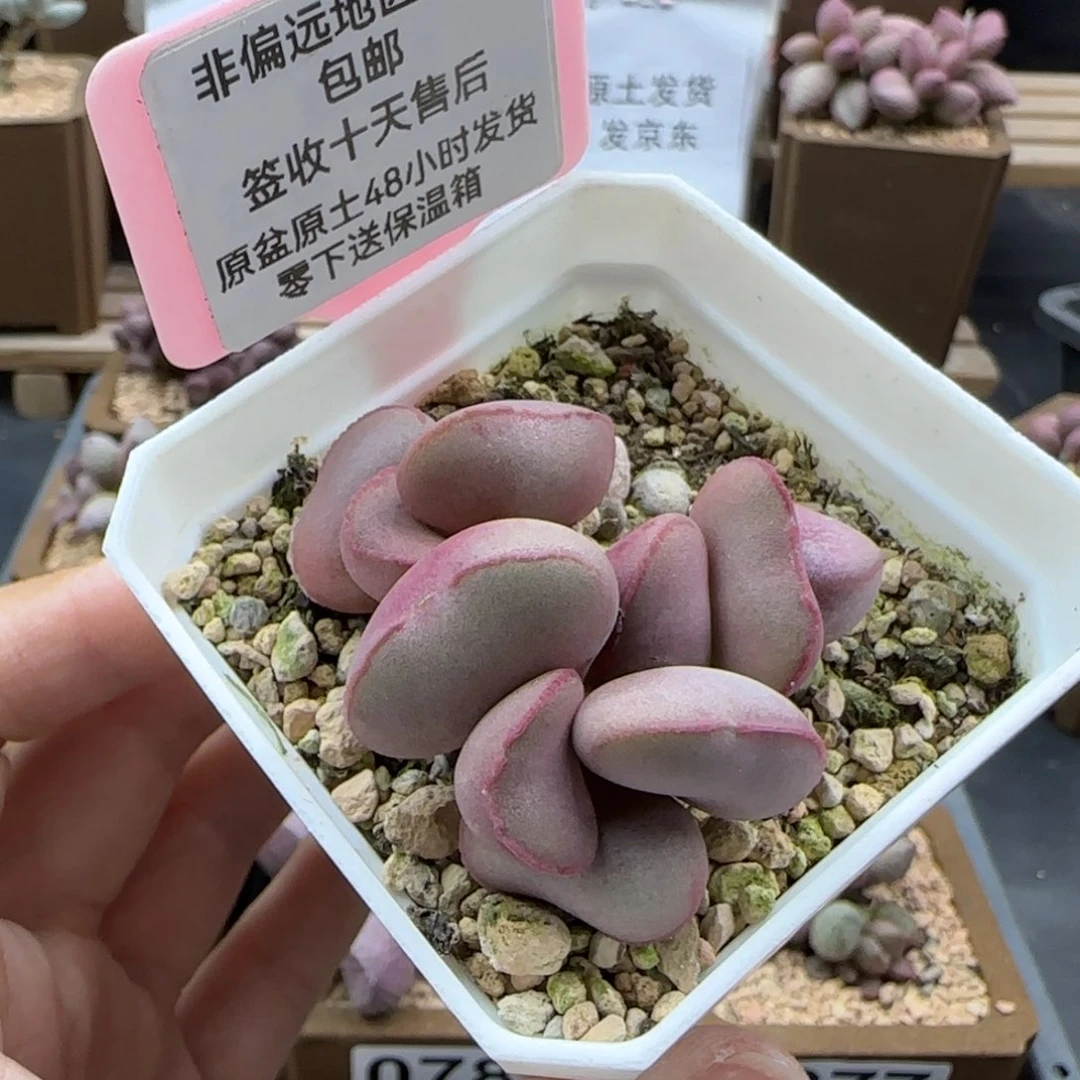 220白肌红蛋多肉