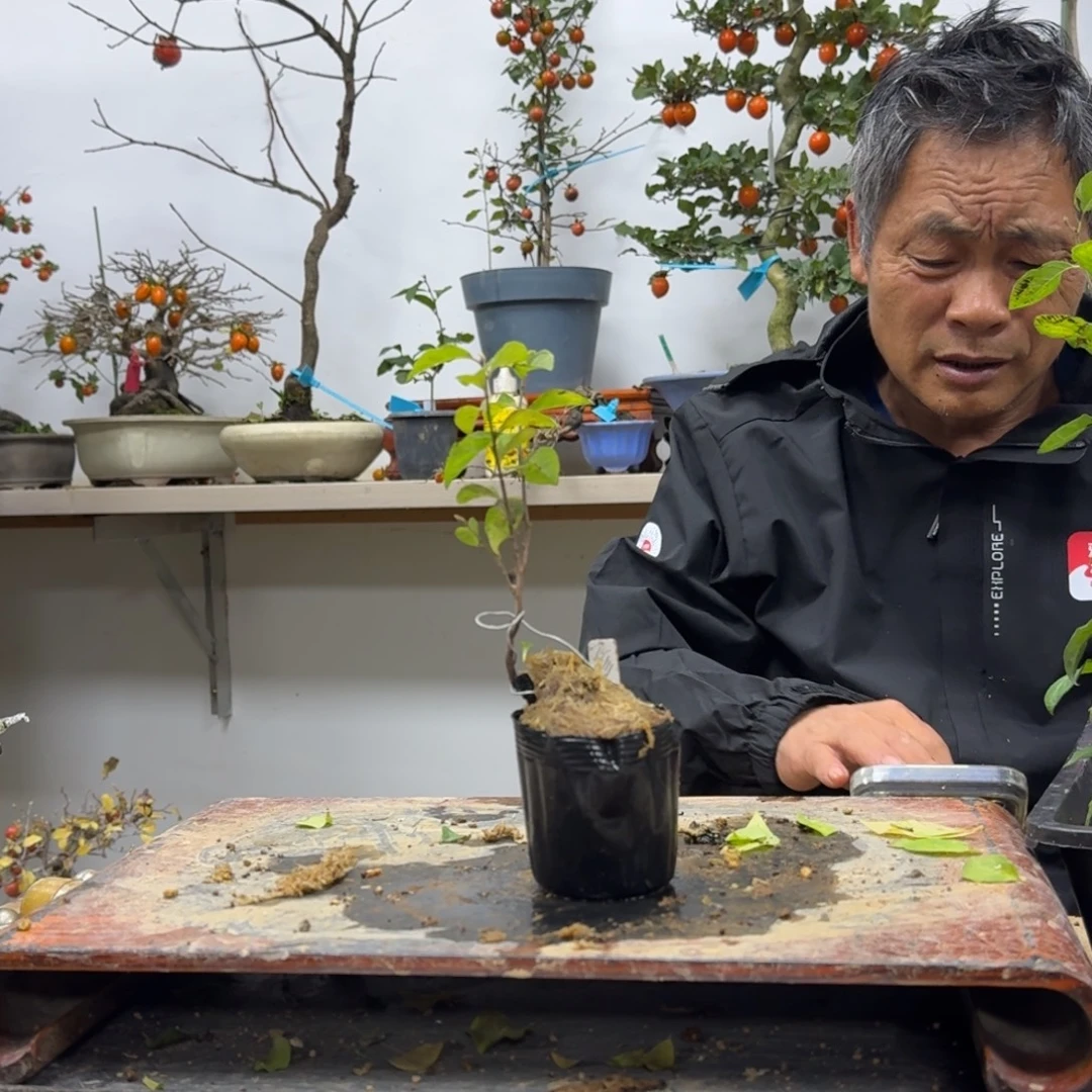 挡***i无花朵212顺丰到付不包邮