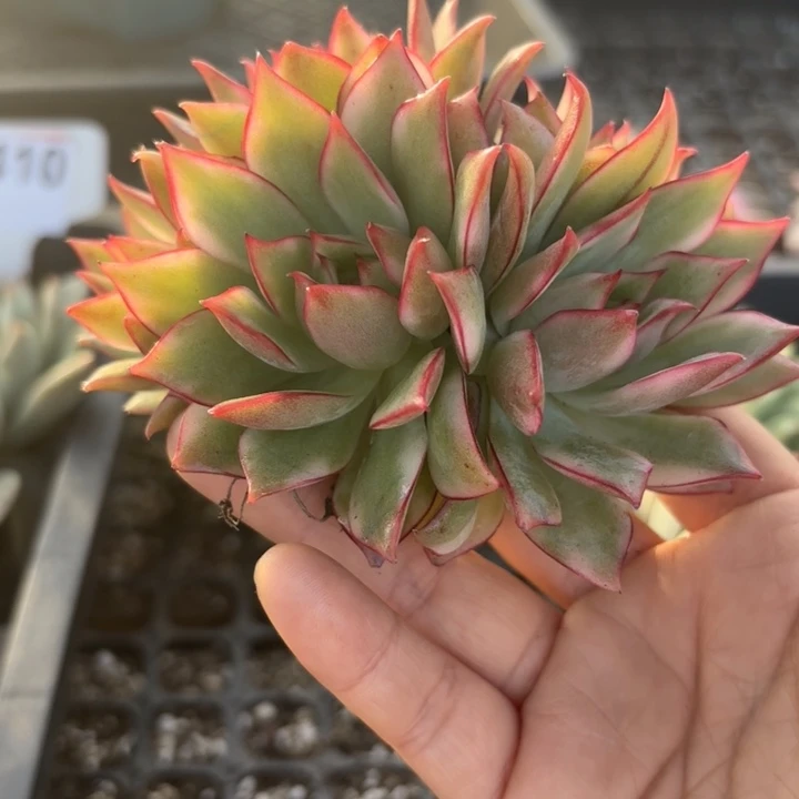 宝莲灯手捧锦多肉植物多肉植物