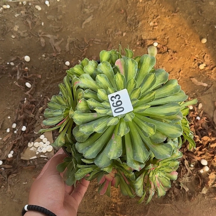 知否063hhhhhhhhhhhhh