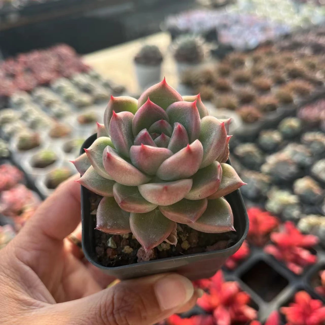 精品6.5厘米盆老桩晴空珍妮