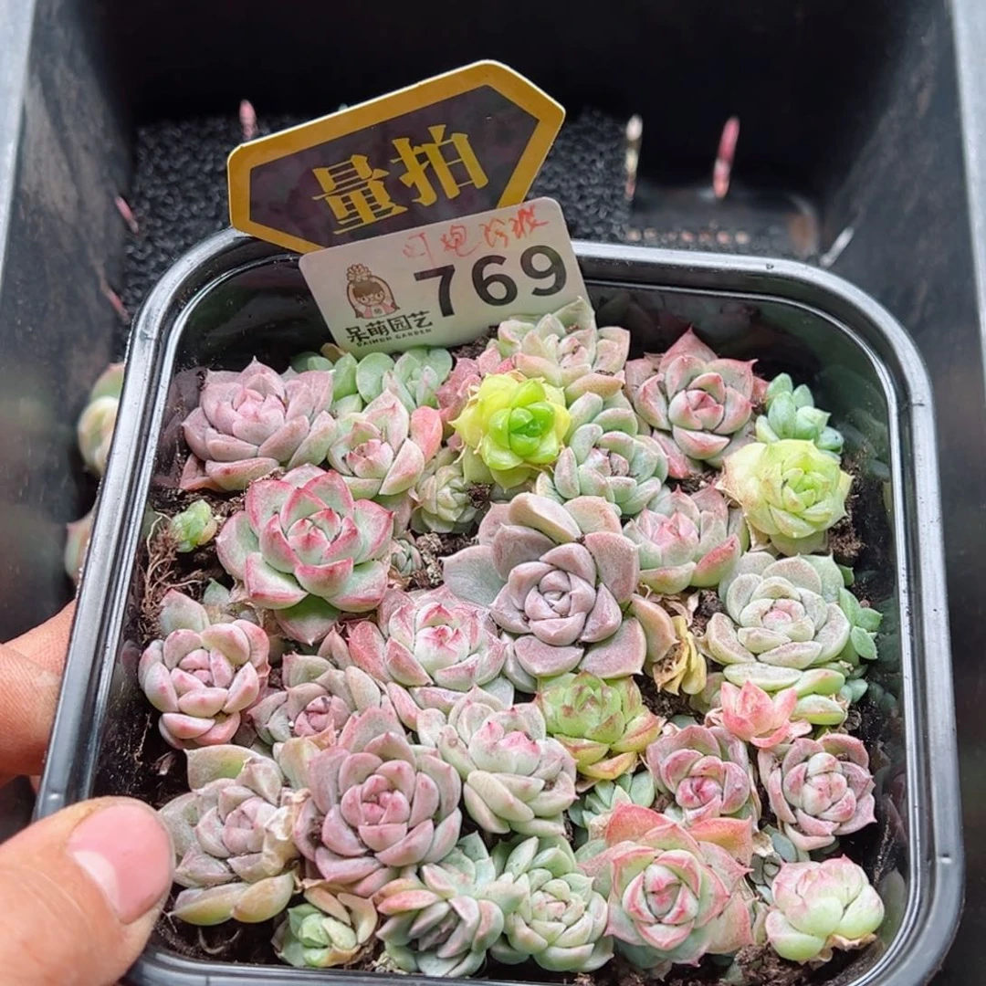 多肉植物多肉植物