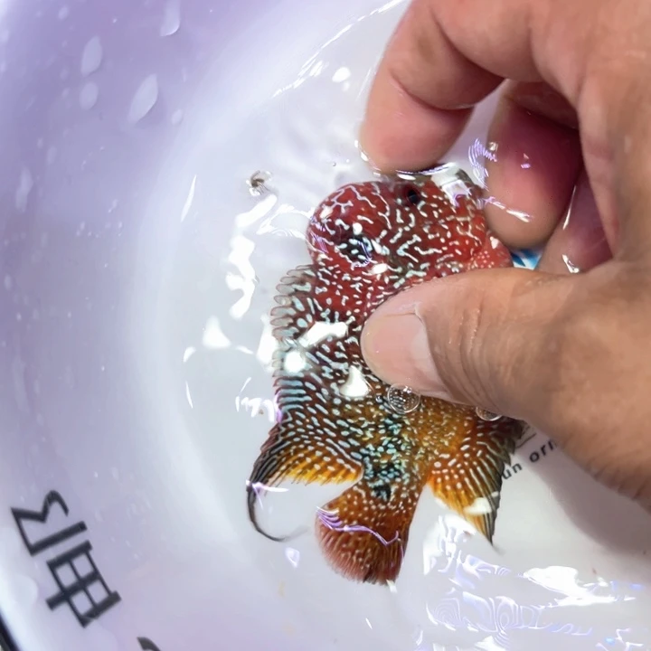 罗汉鱼37////////////////