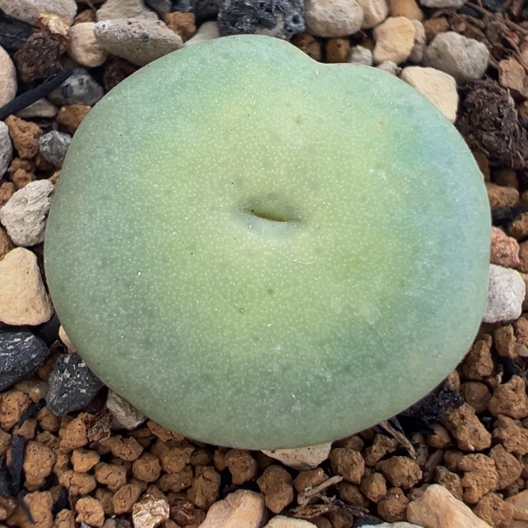 163多肉植物种类多样