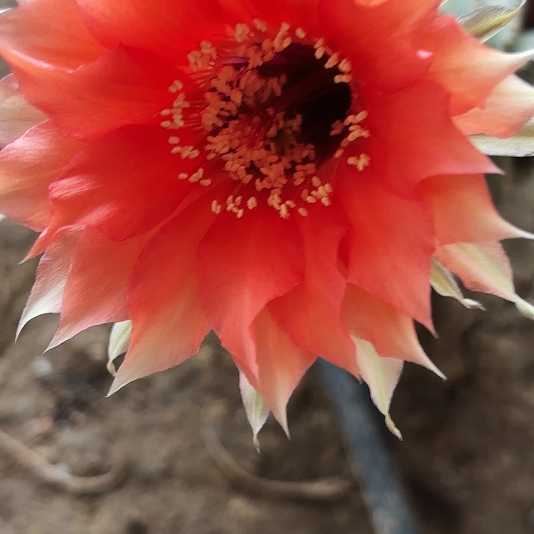 13 仙人球带根瑕疵