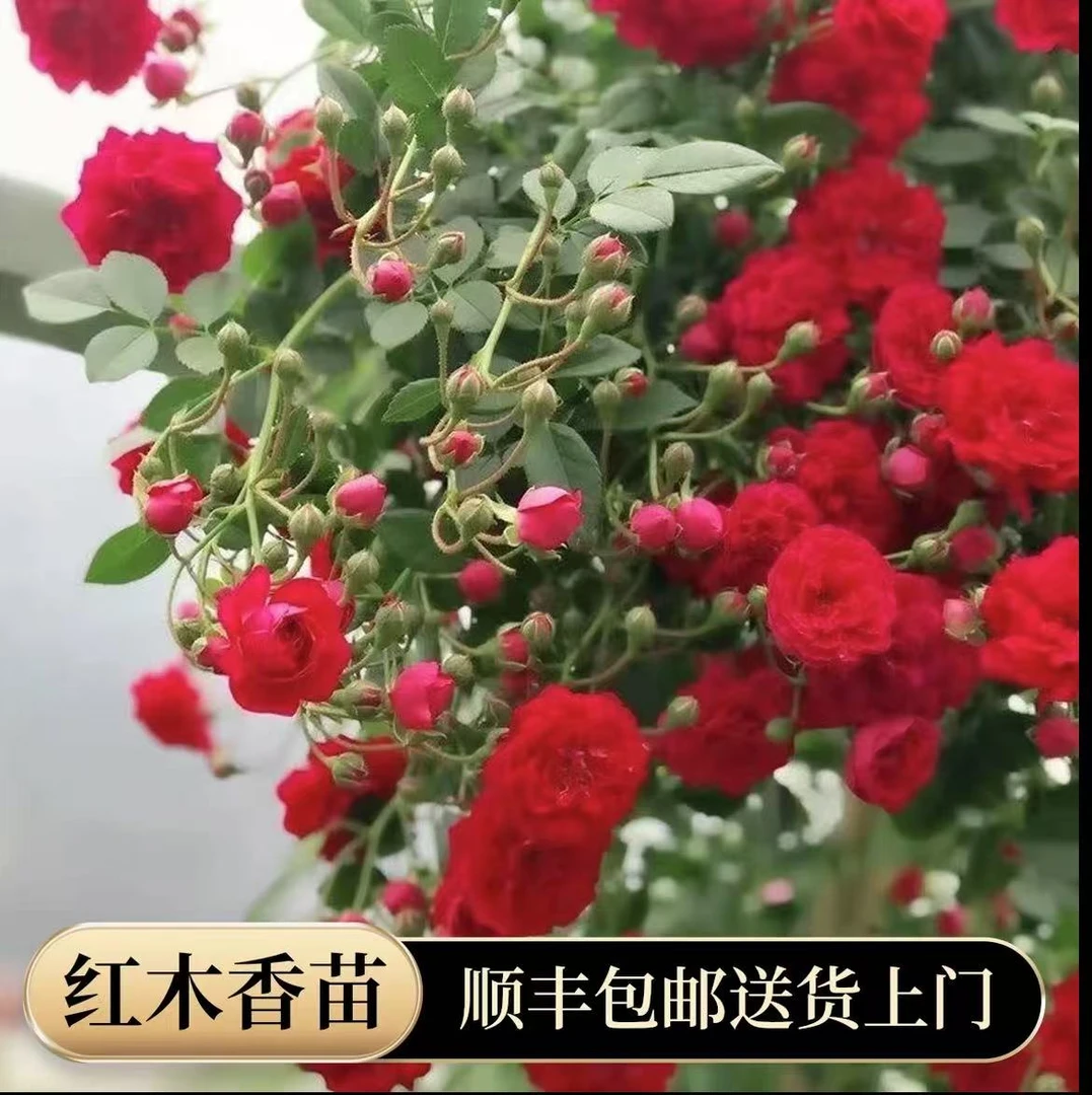 红木香 1.5 大苗爬藤月季大花浓香型庭院阳台种植