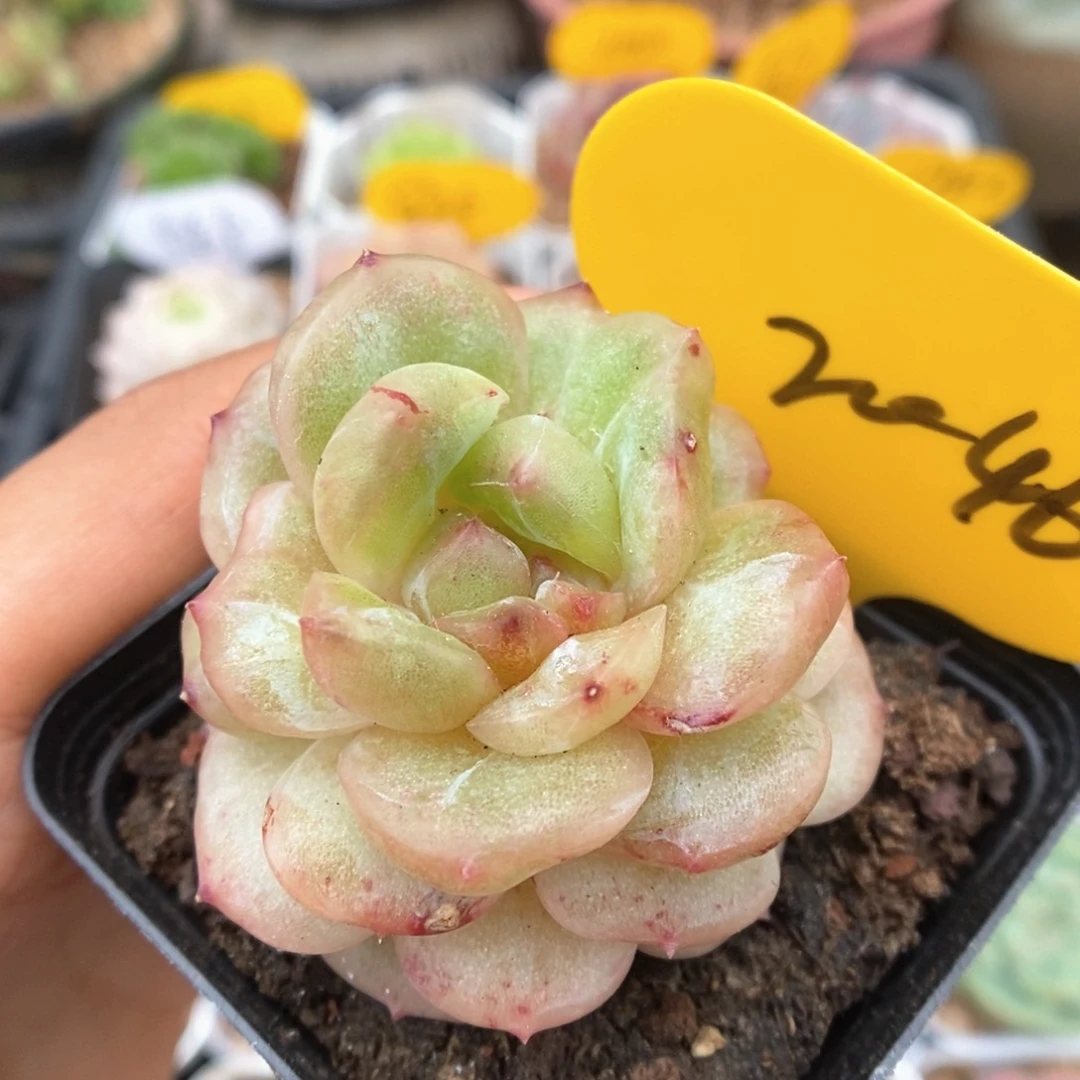 白雪珍妮可拍2046号。