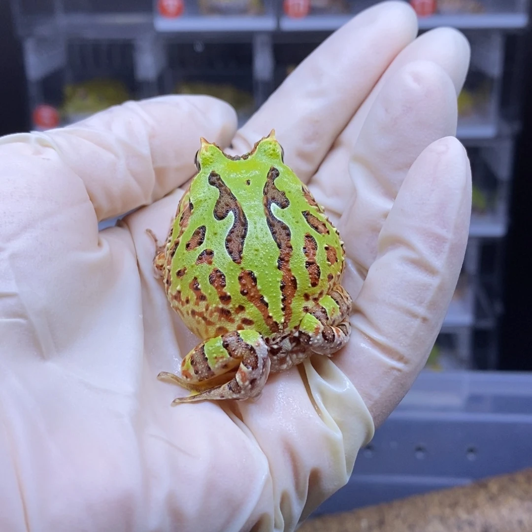 角蛙三连纹蝴蝶闪购链接