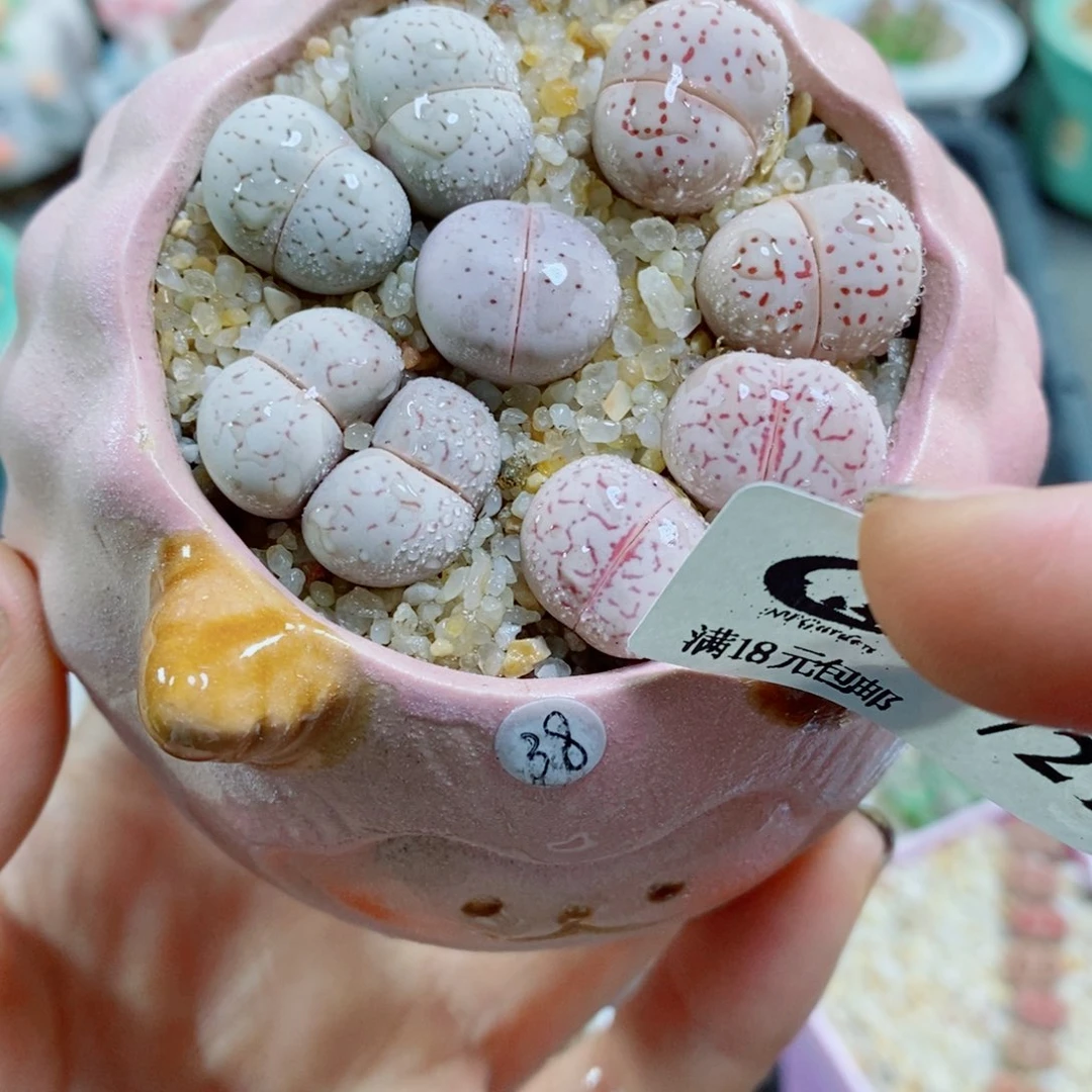 生石花花花花花花花花花721