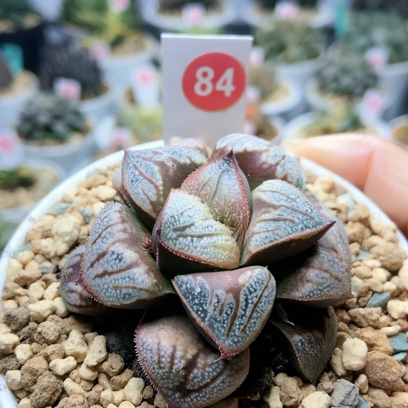 【闪购商品】84白羊座