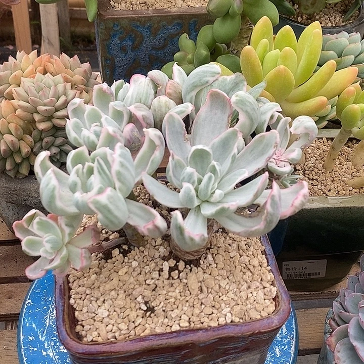 多肉植物肉肉植物