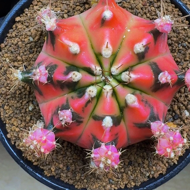 海贼王出侧牙00000000288