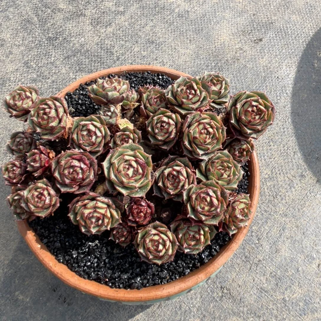 多肉植物盆栽多肉