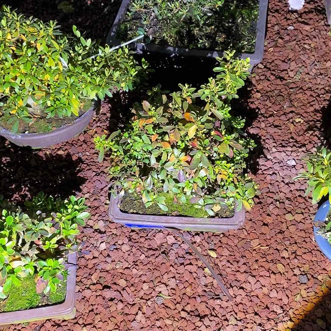 …***錦杜鹃是寄养邵兄弟