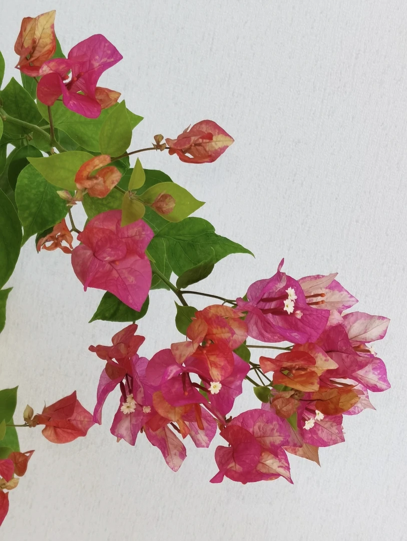 【阿朱娜】三角梅爆品爬藤原盆原土绿植盆栽四季开花