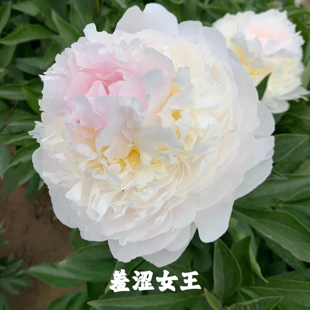 羞涩女王 进口芍药