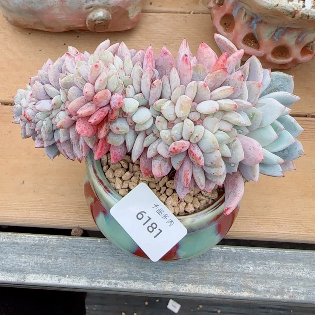 星影缀化，6181多肉植物