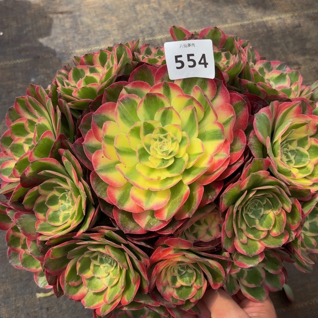 554多肉植物海鲜