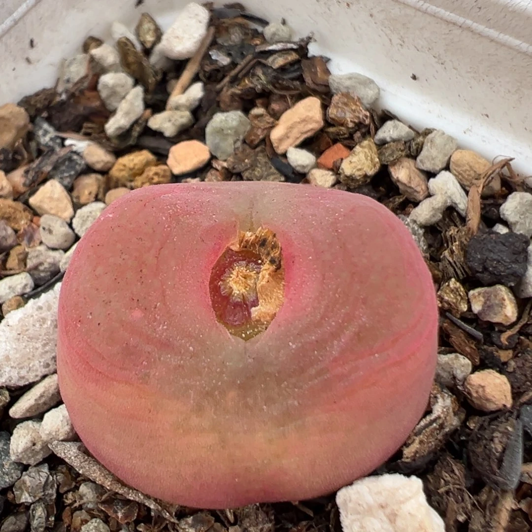 90多肉植物百科植物