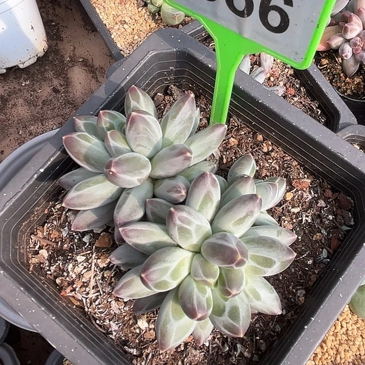 白体伊卡鲁斯一物一拍566