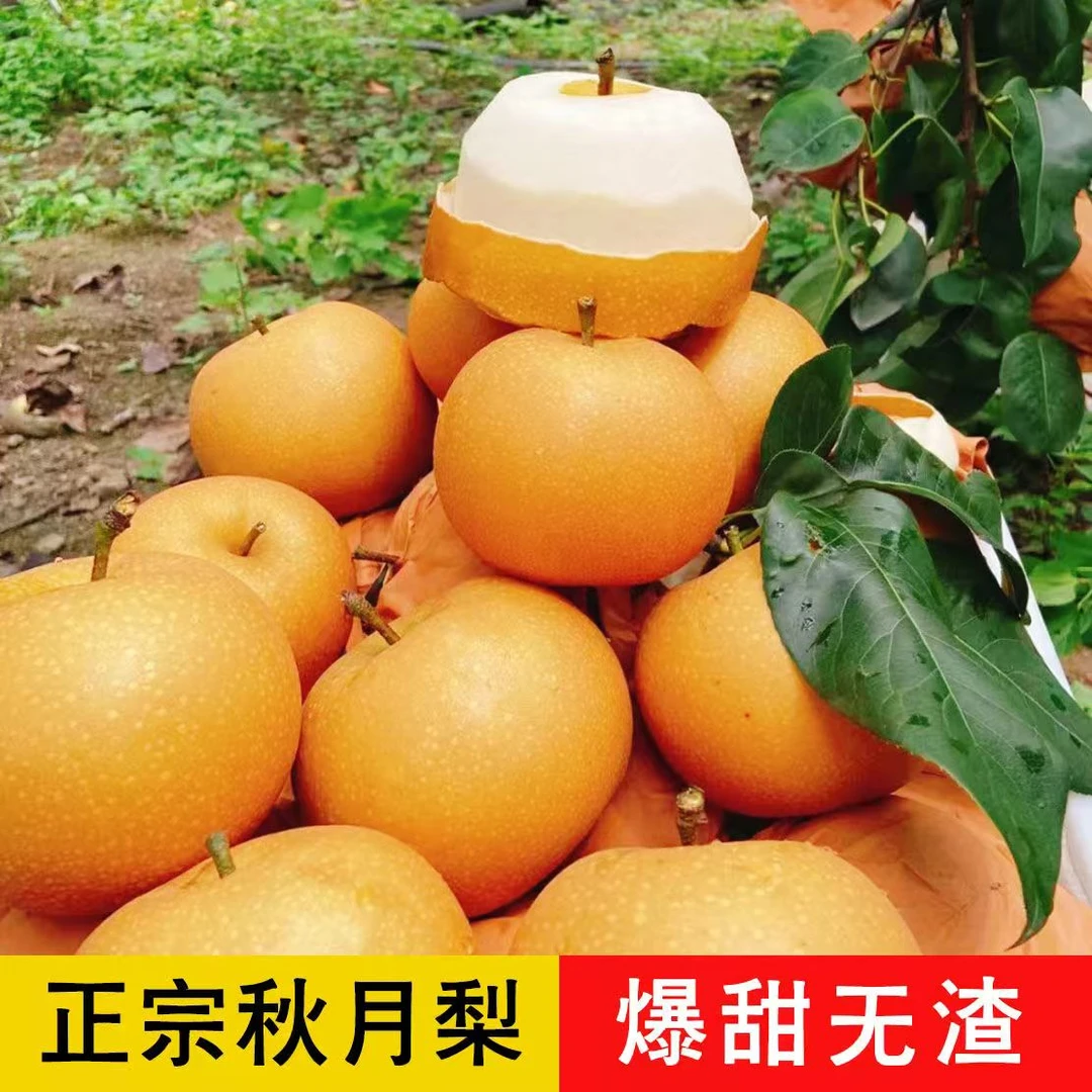 正宗秋月梨冰糖梨子新鲜大果爆汁嫩薄皮梨子当季高端孕妇水果整箱