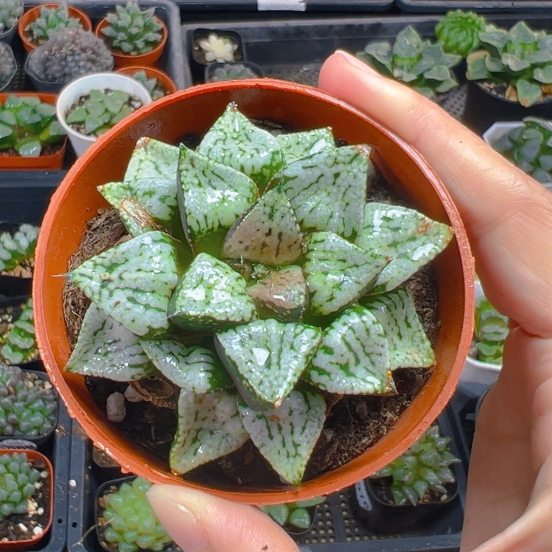 红盆潘多拉魔盒多肉