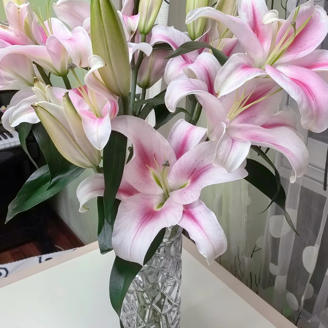 【百年好合】（腮红少女）那个女人香水百合（一单中通）