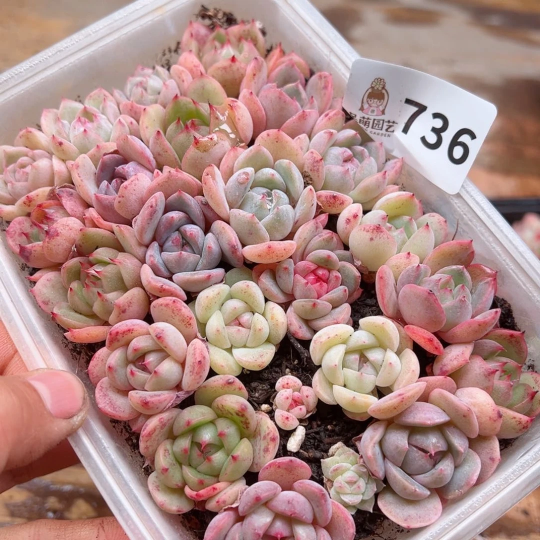 多肉植物多肉植物