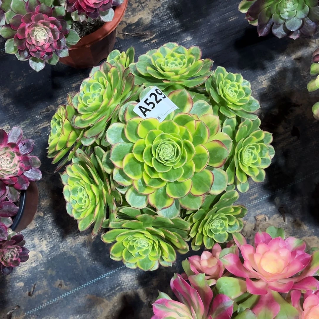 多肉植物奶白锦529多肉