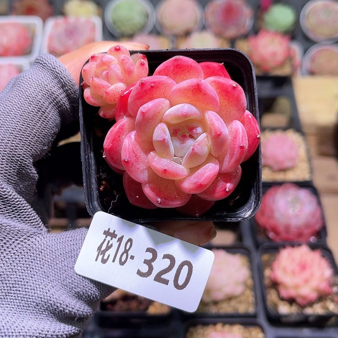 花18-320冰糖带仔