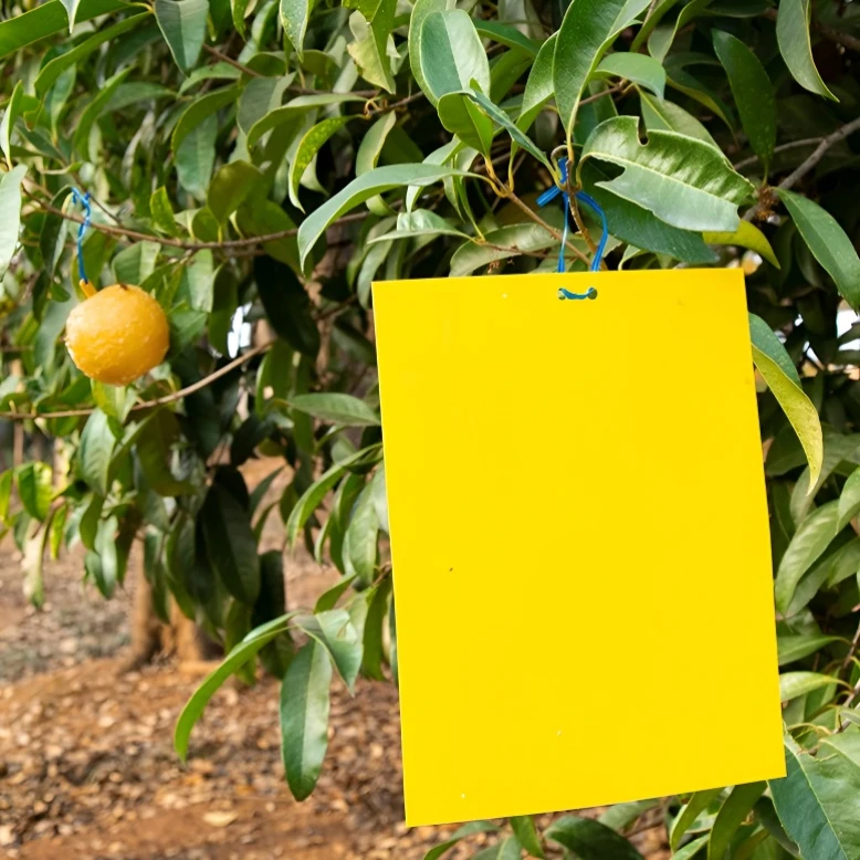 果蝇灭沾诱捕器黄板粘虫板双面大棚诱虫板果园贴纸小飞虫苍蝇蚊子