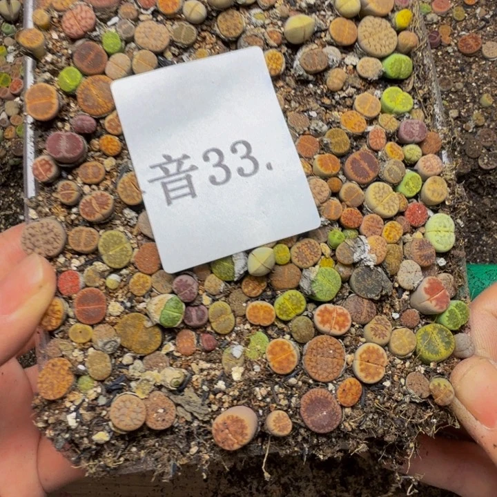 蝴***来多肉植物的生长发育33