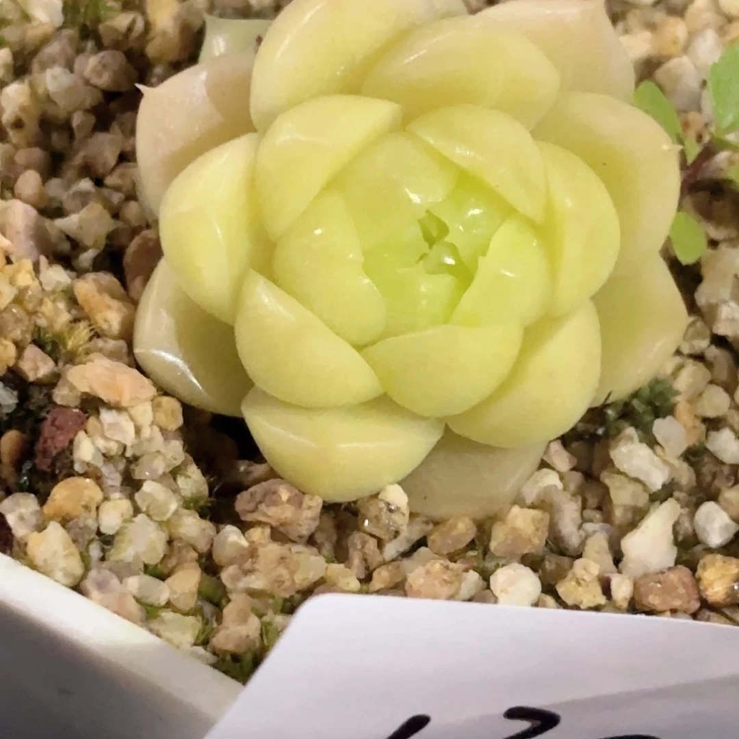 130 新疆西藏内蒙不发货