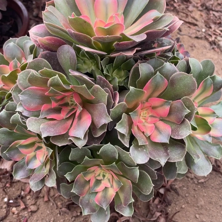 无花朵267多肉植物香妃