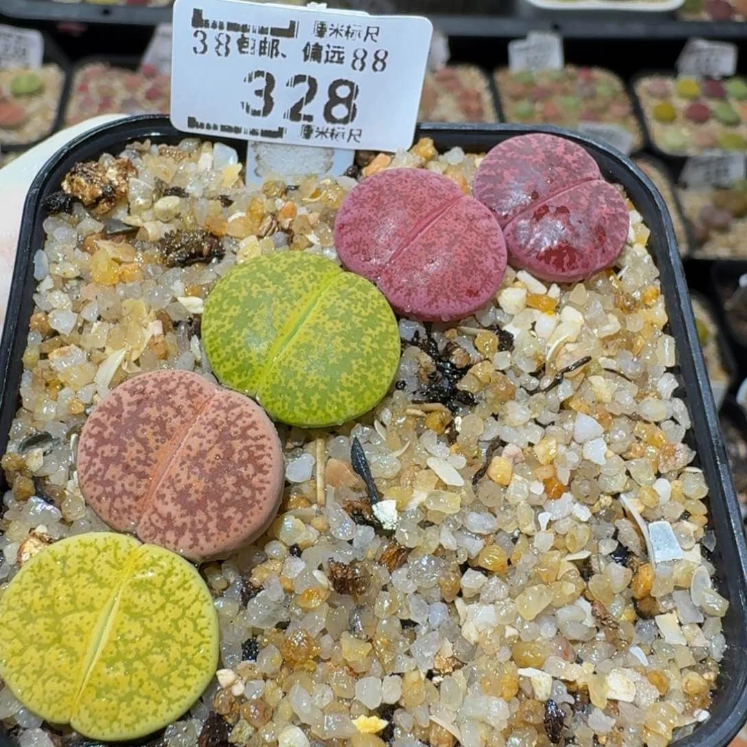 Ssss生石花肉锥328
