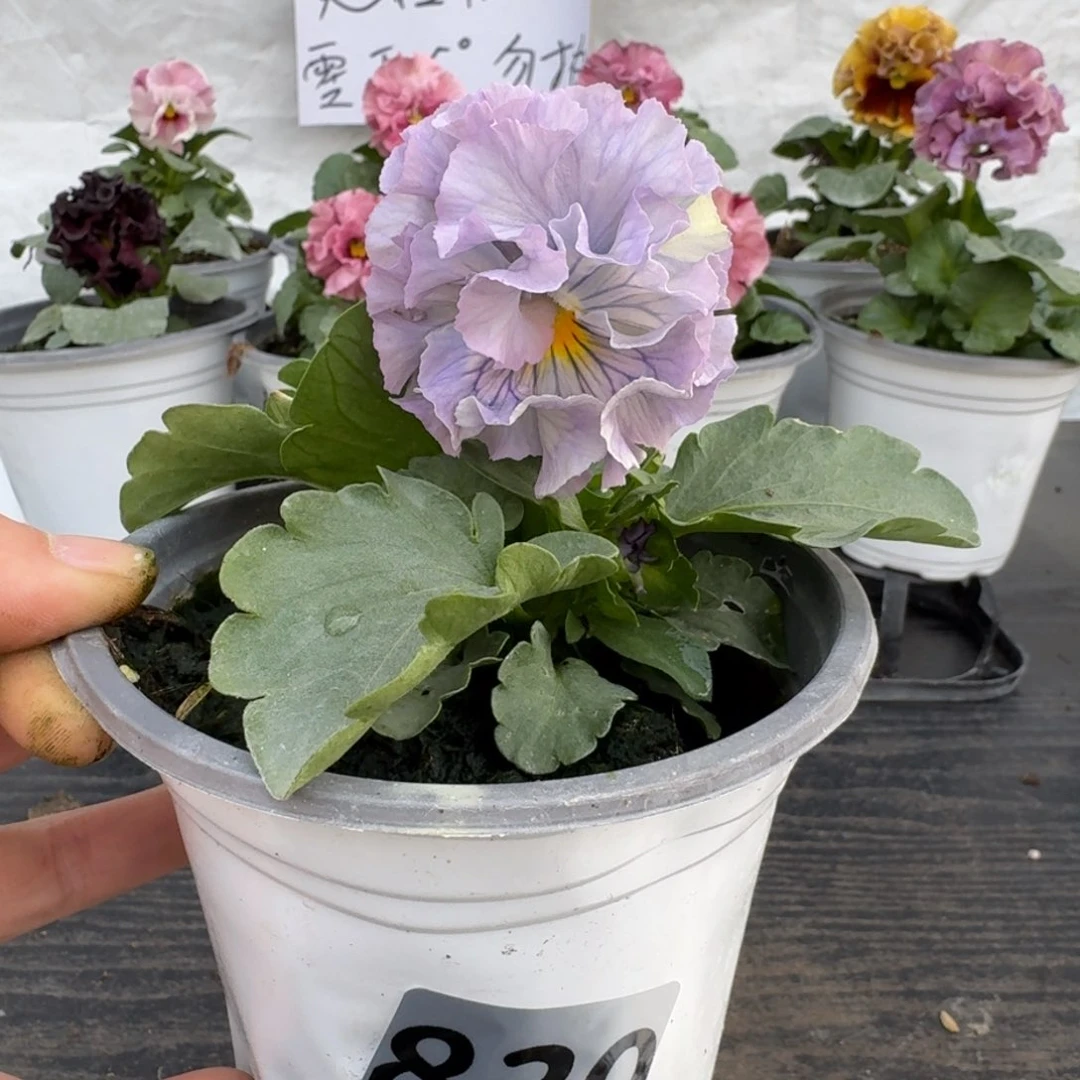 全部花朵830号木村