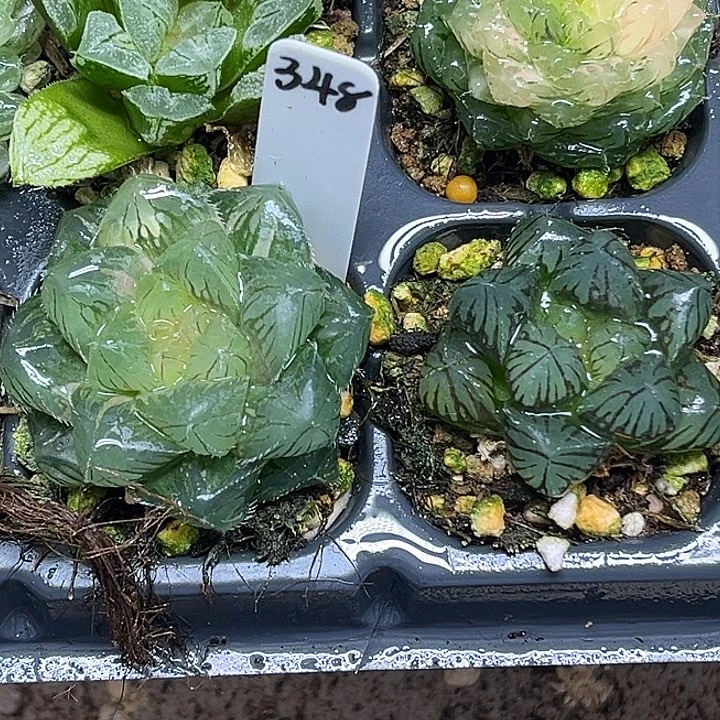 348冰魄玉露锦+龙爪玉露脱土发货