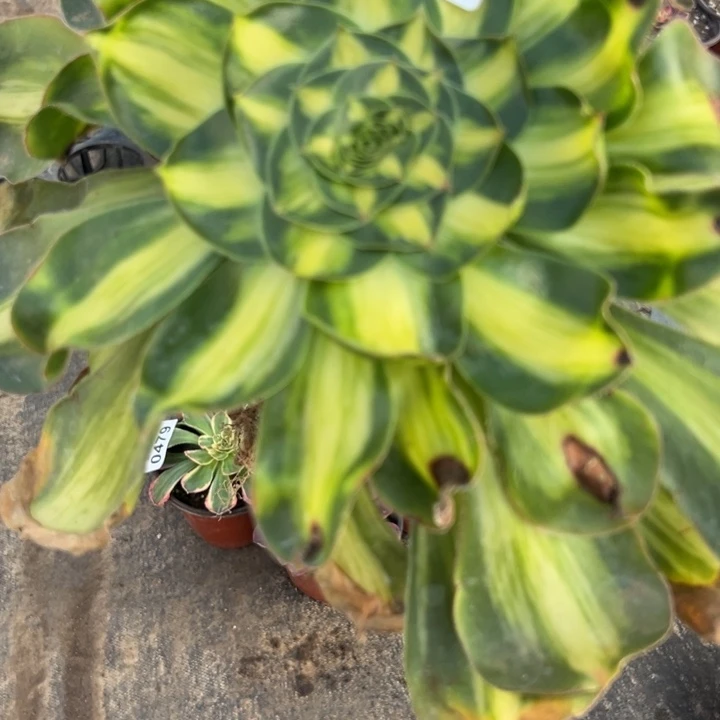 多肉植物484种植物