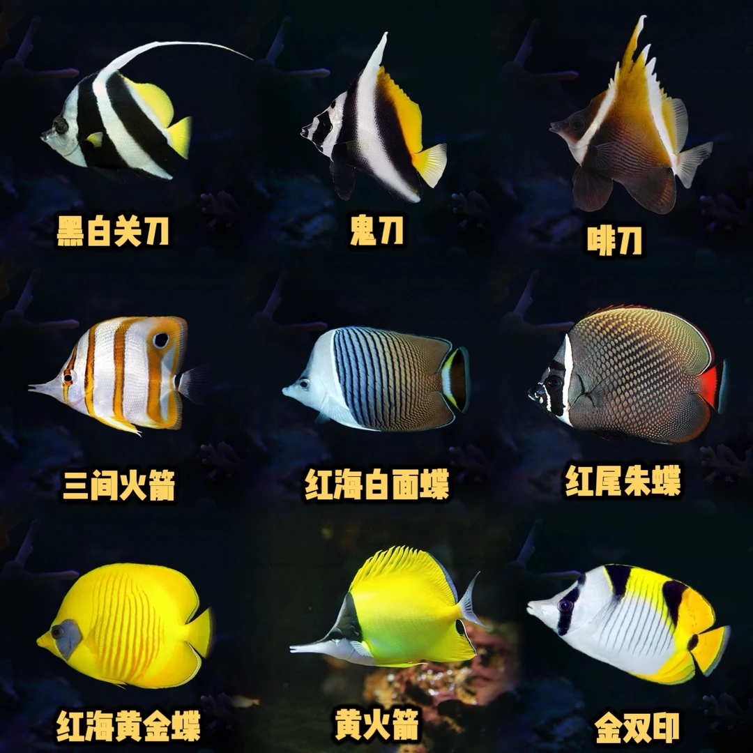 蝶鱼合集 观赏鱼海水鱼
