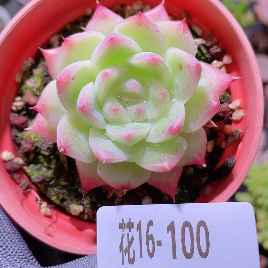 花利美16-100女王玫瑰